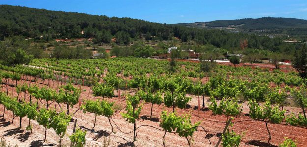 Agroturismo-en-Ibiza Agroturismo en Ibiza: Cómo Conectar con la Naturaleza en la Isla