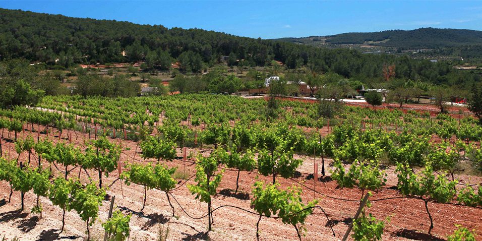 Agroturismo-en-Ibiza Agroturismo en Ibiza: Cómo Conectar con la Naturaleza en la Isla